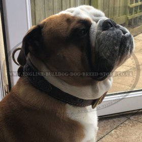 Bestseller! Royal Dog Collar Nappa Padded, Luxury Design for English Bulldog