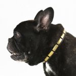 Bestseller! Leather Dog Collar with Brass Plates for French Bulldog Walks