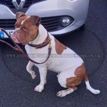 Braided Dog Collar for American Bulldog, Leather, Handmade
