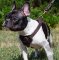 Bestseller! Small Leather Dog Harness Soft Padded for French Bulldog