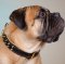 Bullmastiff Collar of Two-Ply Leather & Nappa with Brass Spikes