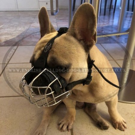 Bestseller! Wire Dog Muzzle for French Bulldog, Perfect for Daily Use