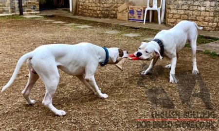 Jute Dog Bite Tug with Handle for Bulldog Puppy Grip Training