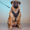 Spiked Leather Dog Harness for Bullmastiff Style and Comfort