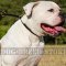 American Bulldog Dog Collar for Obedience Training and Stop Pull