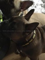 Bestseller! Leather Dog Collar with Brass Plates for French Bulldog Walks_1