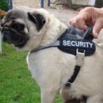 Pug Dog Harness, Nylon with Reflective Strap and Patches