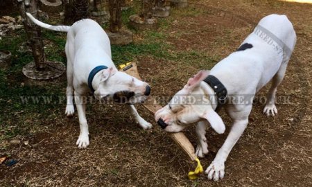 Dog Training Tug Extra Large for American Bulldog, Natural Jute