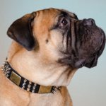 Chic Dog Collar for Bullmastiff with Spikes, Cones and Plates