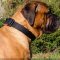 Bullmastiff Collar of Nylon Adjustable, Quick-Release Buckle