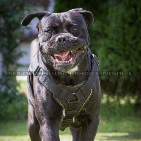 Nylon Dog Harness for Bullmastiff, Multipurpose All-Weather Use