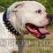 American Bulldog Collar of Spiked Leather for Walking in Style