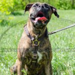 Boxer Leather Dog Harness of Light Weight for Tracking and Work