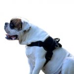 Nylon Dog Harness for American Bulldog, Multipurpose Usage
