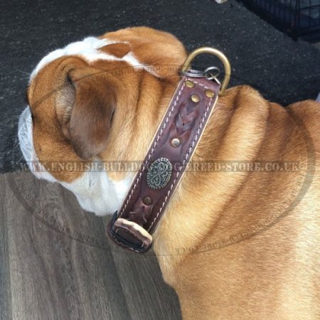 Bestseller! Royal Dog Collar Nappa Padded, Luxury Design for English Bulldog
