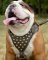 Leather Dog Harness for English Bulldog Walking, Bestseller!