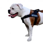 Nylon Dog Harness for American Bulldog Training and Working