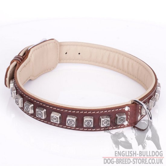 English Bulldog Dog Collar UK