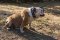 Trendy Dog Collar Studded and Spiked for English Bulldog