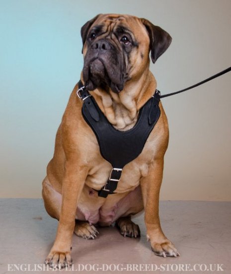 Working Dog Harness of Leather for Bullmastiff Training, Walking