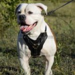 Padded Dog Harness of Genuine Leather for American Bulldog