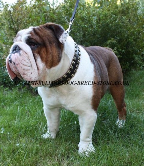 Wide Leather Dog Collar Caterpillar for English Bulldog