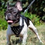 Easy Walk Dog Harness with Pyramids for French Bulldog