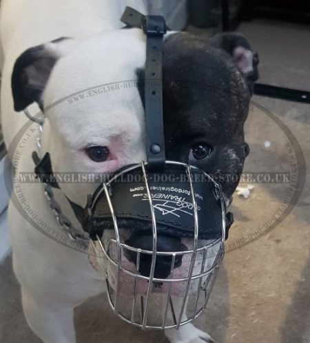 Basket Dog Muzzle of Wire for American Bulldog, Best Model