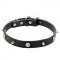 Pirate Dog Collar with Spikes and Skulls for English Bulldog