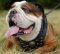Luxury Dog Harness for English Bulldog, Studded and Nappa Lined