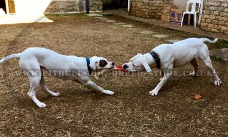 Jute Dog Bite Tug with Handle for Bulldog Puppy Grip Training