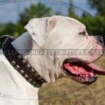 American Bulldog Collar Leather with Caterpillar Design Studs