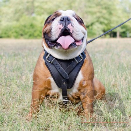 Black Leather Bulldog Harness for Training