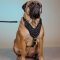 Cones Studded Leather Dog Harness for Bullmastiff Walks