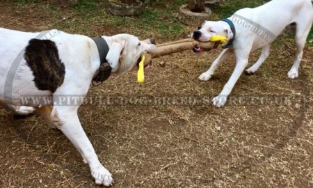 Dog Training Tug Extra Large for American Bulldog, Natural Jute