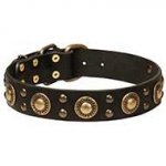 "Gold Knight" Modern Leather Dog Collar for English Bulldog