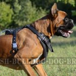 Best Dog Harness for Boxer Agitation and Protection Work