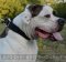 Nylon Dog Collar for American Bulldog, Double-Ply, Strong