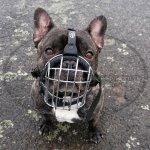 Bestseller! Wire Dog Muzzle for French Bulldog, Perfect for Daily Use_2