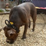 Bestseller! Agitation Dog Collar of Leather with Handle for American Bulldog_1