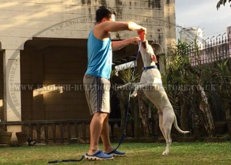 Jute Dog Bite Tug with Handle for Bulldog Puppy Grip Training