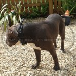 Bestseller! Agitation Dog Collar of Leather with Handle for American Bulldog_2