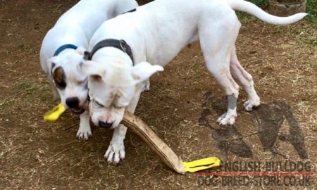 Dog Training Tug Extra Large for American Bulldog, Natural Jute