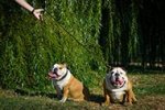 English Bulldog Leash Multi-Purpose with Six Modes of Use