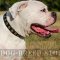 American Bulldog Collar Leather with Brass Studs for Walking