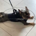 No Pull Dog Training Harness of Nylon for French Bulldog_2