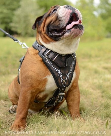 Leather Dog Harness Barbed Wire Painting for English Bulldog