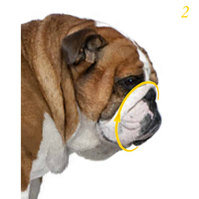 How to measure your Dog How to measure your Big Dog
