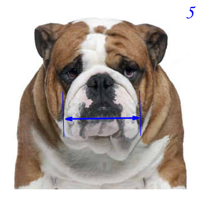 29 Best Photos English Bulldog With Longer Muzzle - Walking Leather Dog Muzzle | Bulldog Muzzles