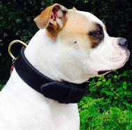 Collars for English Bulldog